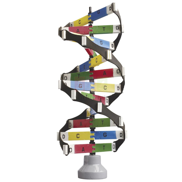 DNA Activity Model
